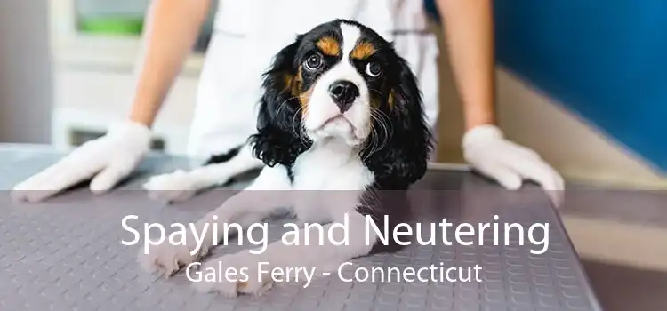 Spaying and Neutering Gales Ferry - Connecticut