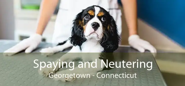 Spaying and Neutering Georgetown - Connecticut