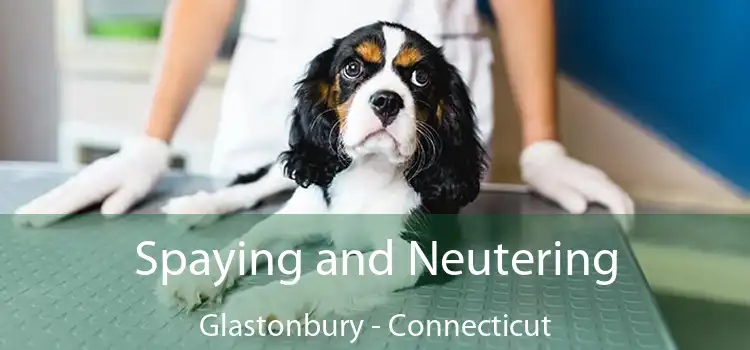 Spaying and Neutering Glastonbury - Connecticut