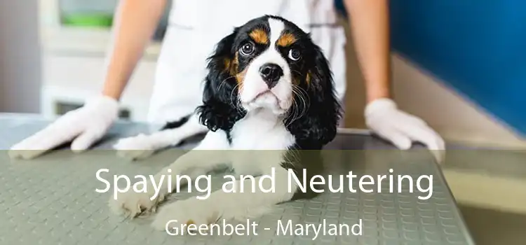 Spaying and Neutering Greenbelt - Maryland