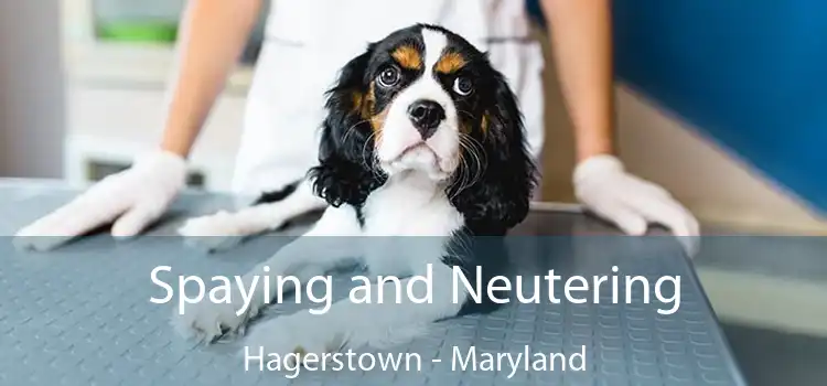Spaying and Neutering Hagerstown - Maryland