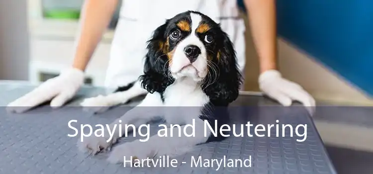 Spaying and Neutering Hartville - Maryland