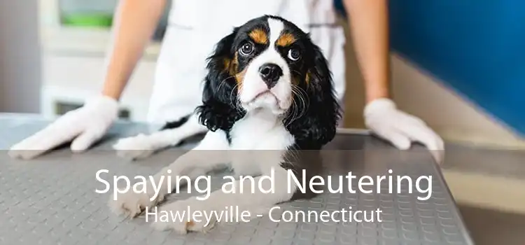 Spaying and Neutering Hawleyville - Connecticut