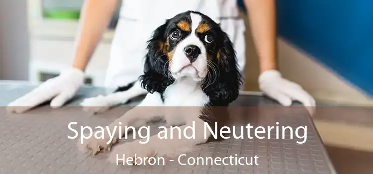 Spaying and Neutering Hebron - Connecticut