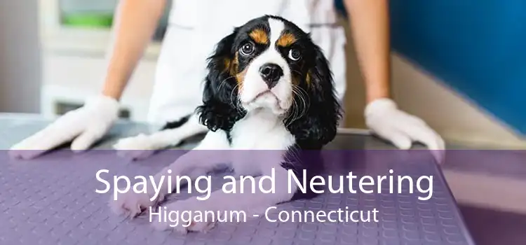 Spaying and Neutering Higganum - Connecticut