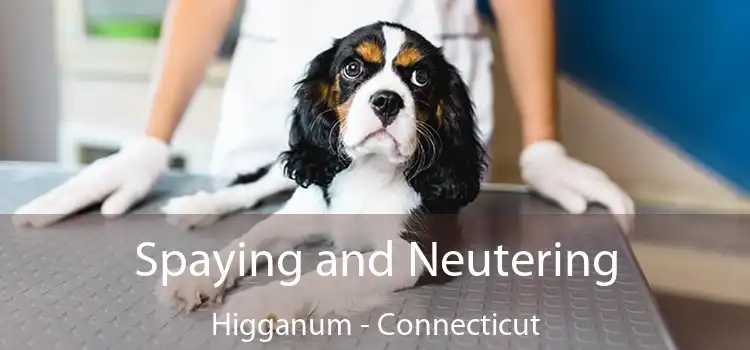 Spaying and Neutering Higganum - Connecticut