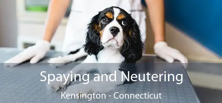 Spaying and Neutering Kensington - Connecticut