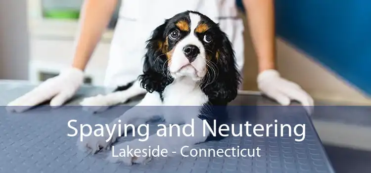 Spaying and Neutering Lakeside - Connecticut