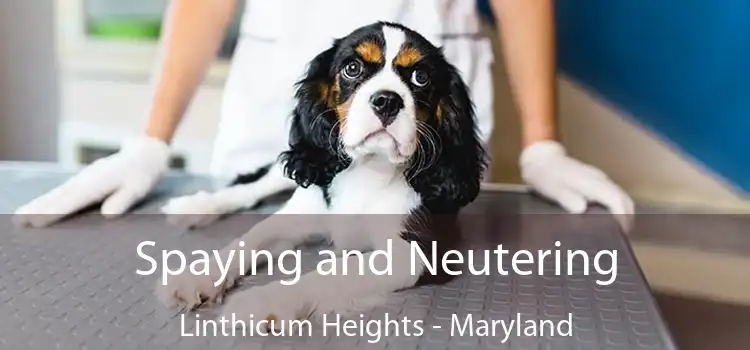 Spaying and Neutering Linthicum Heights - Maryland