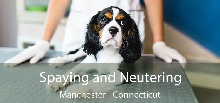 Spaying and Neutering Manchester - Connecticut