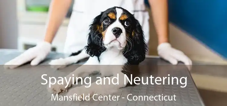Spaying and Neutering Mansfield Center - Connecticut