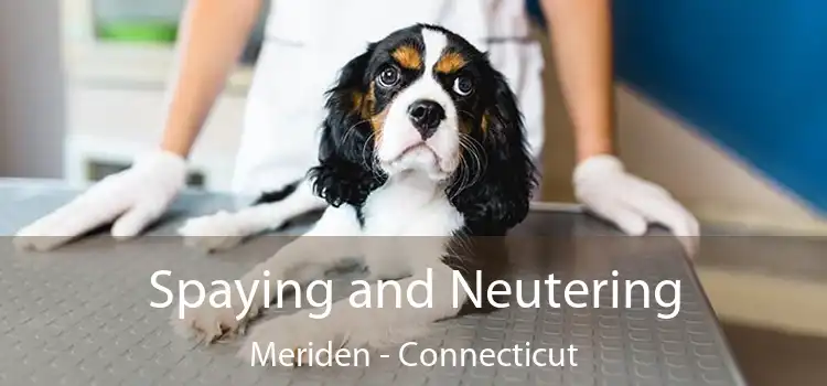 Spaying and Neutering Meriden - Connecticut