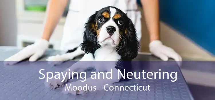 Spaying and Neutering Moodus - Connecticut