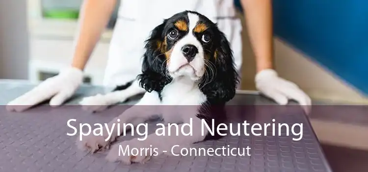 Spaying and Neutering Morris - Connecticut
