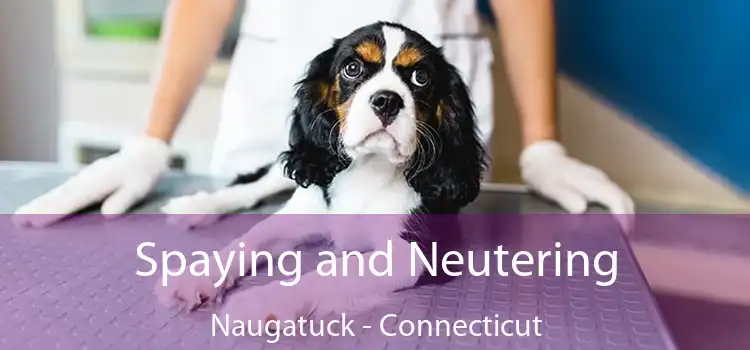 Spaying and Neutering Naugatuck - Connecticut