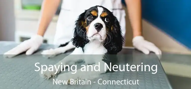 Spaying and Neutering New Britain - Connecticut