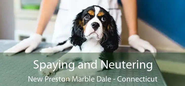 Spaying and Neutering New Preston Marble Dale - Connecticut