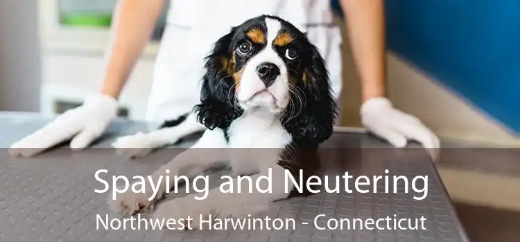 Spaying and Neutering Northwest Harwinton - Connecticut