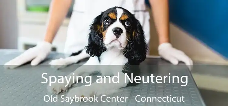 Spaying and Neutering Old Saybrook Center - Connecticut