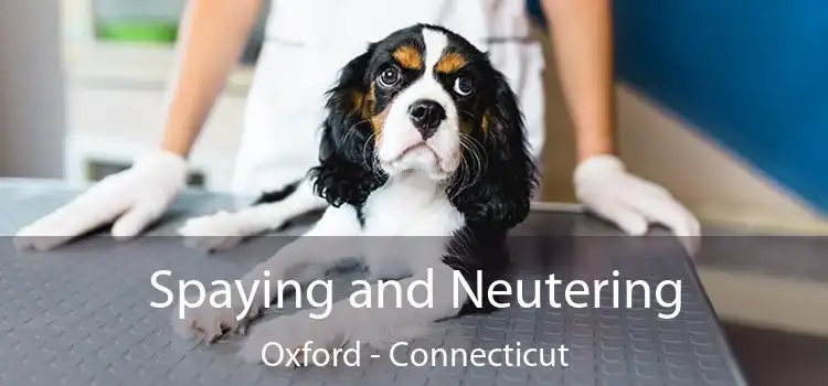 Spaying and Neutering Oxford - Connecticut