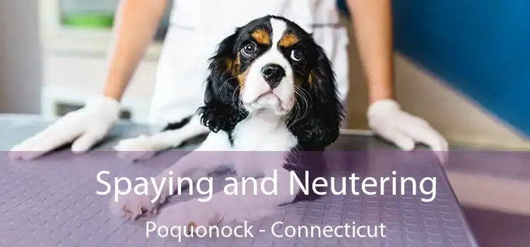 Spaying and Neutering Poquonock - Connecticut