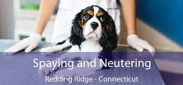 Spaying and Neutering Redding Ridge - Connecticut