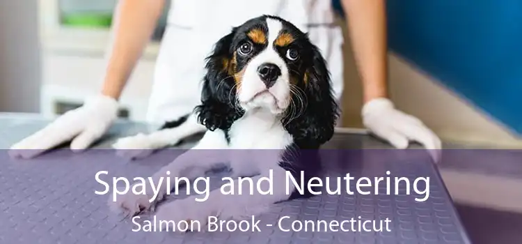Spaying and Neutering Salmon Brook - Connecticut