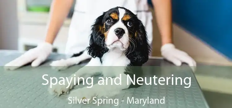 Spaying and Neutering Silver Spring - Maryland
