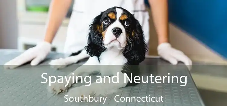 Spaying and Neutering Southbury - Connecticut