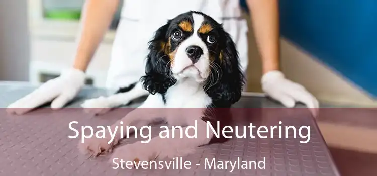 Spaying and Neutering Stevensville - Maryland