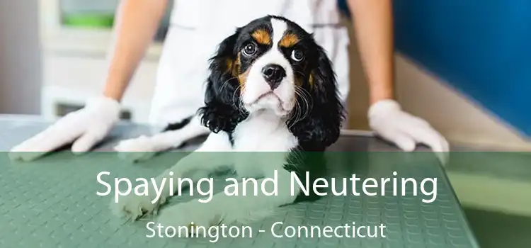 Spaying and Neutering Stonington - Connecticut