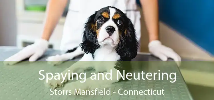 Spaying and Neutering Storrs Mansfield - Connecticut