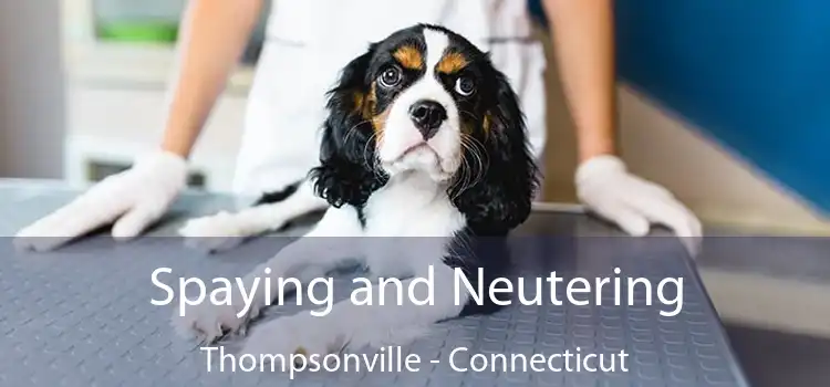 Spaying and Neutering Thompsonville - Connecticut