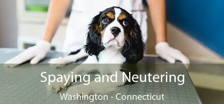 Spaying and Neutering Washington - Connecticut