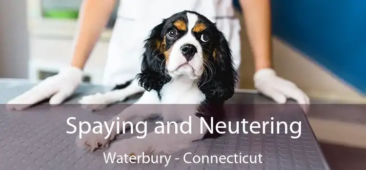 Spaying and Neutering Waterbury - Connecticut
