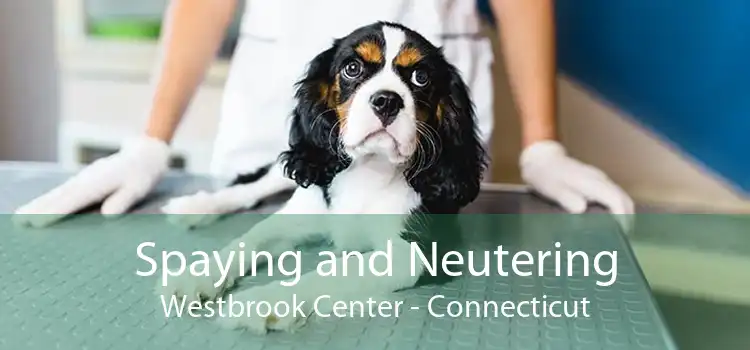 Spaying and Neutering Westbrook Center - Connecticut