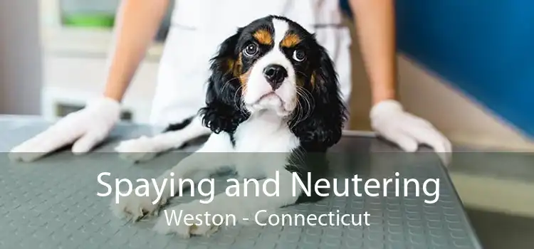 Spaying and Neutering Weston - Connecticut