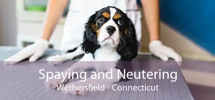 Spaying and Neutering Wethersfield - Connecticut