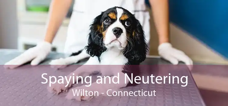 Spaying and Neutering Wilton - Connecticut