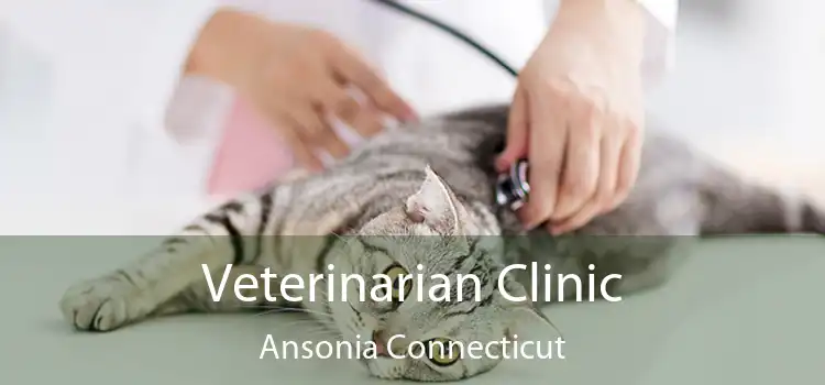 Veterinarian Clinic Ansonia Connecticut