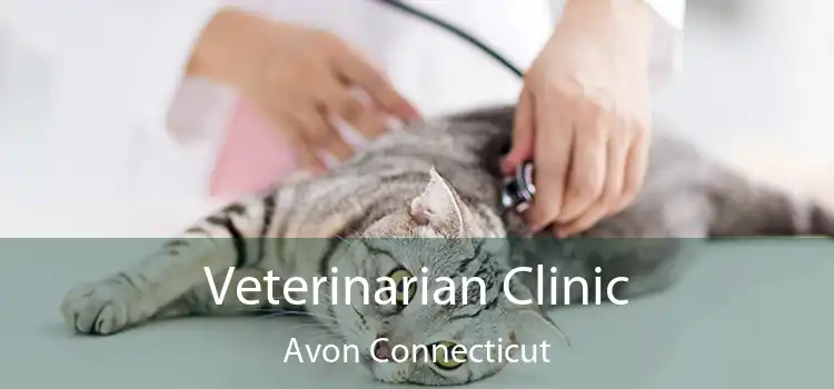 Veterinarian Clinic Avon Connecticut