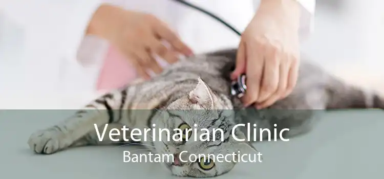 Veterinarian Clinic Bantam Connecticut