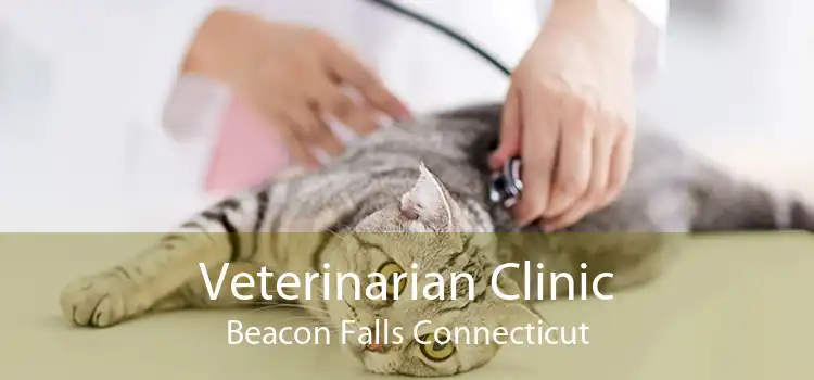 Veterinarian Clinic Beacon Falls Connecticut