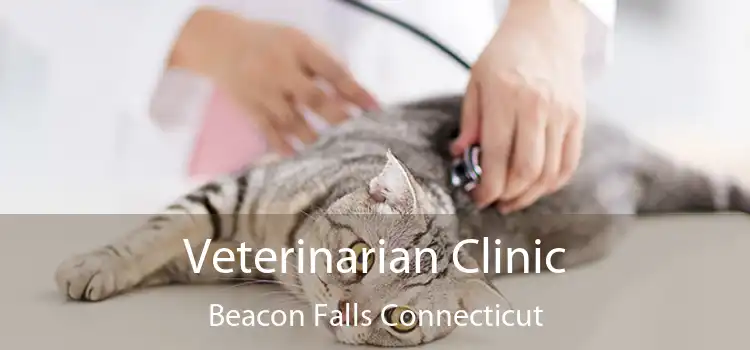 Veterinarian Clinic Beacon Falls Connecticut