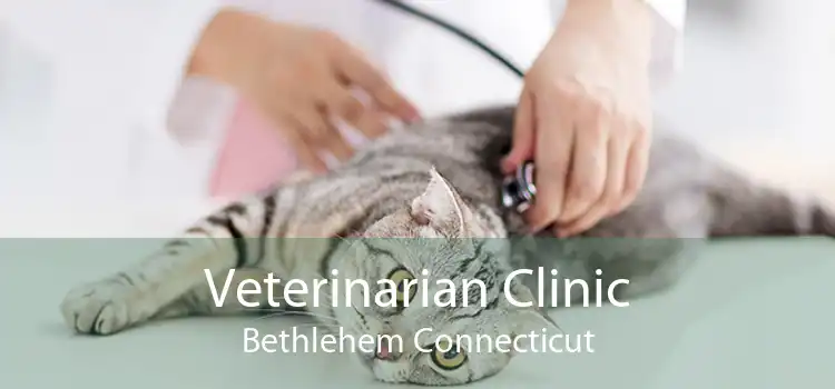 Veterinarian Clinic Bethlehem Connecticut
