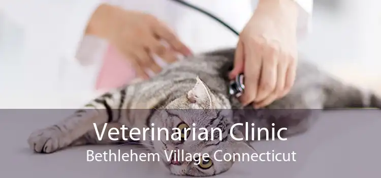 Veterinarian Clinic Bethlehem Village Connecticut