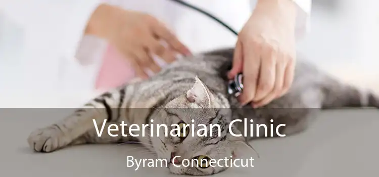 Veterinarian Clinic Byram Connecticut