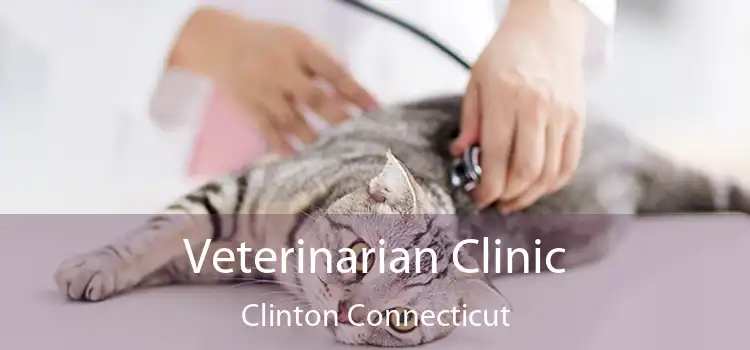 Veterinarian Clinic Clinton Connecticut