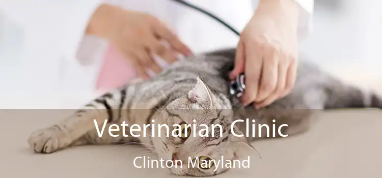 Veterinarian Clinic Clinton Maryland