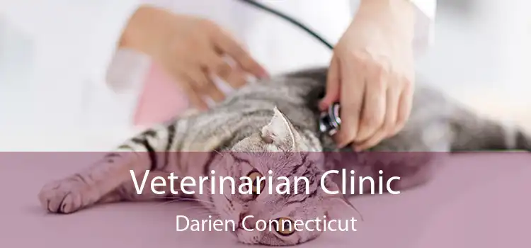Veterinarian Clinic Darien Connecticut